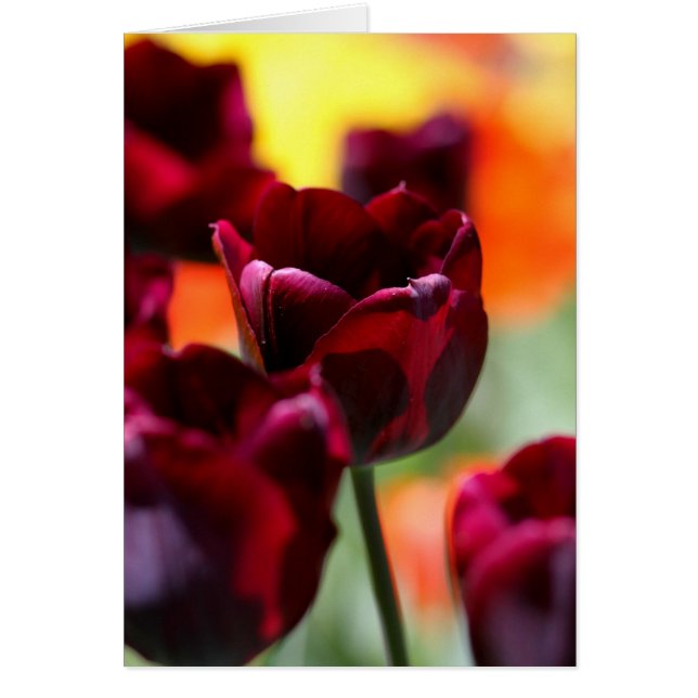 Tulpen (Vorne)