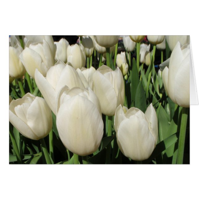 Tulpen (Vorderseite (Horizontal))