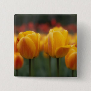 Tulpen 2 button
