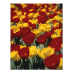 Tulpen 2 fotodruck