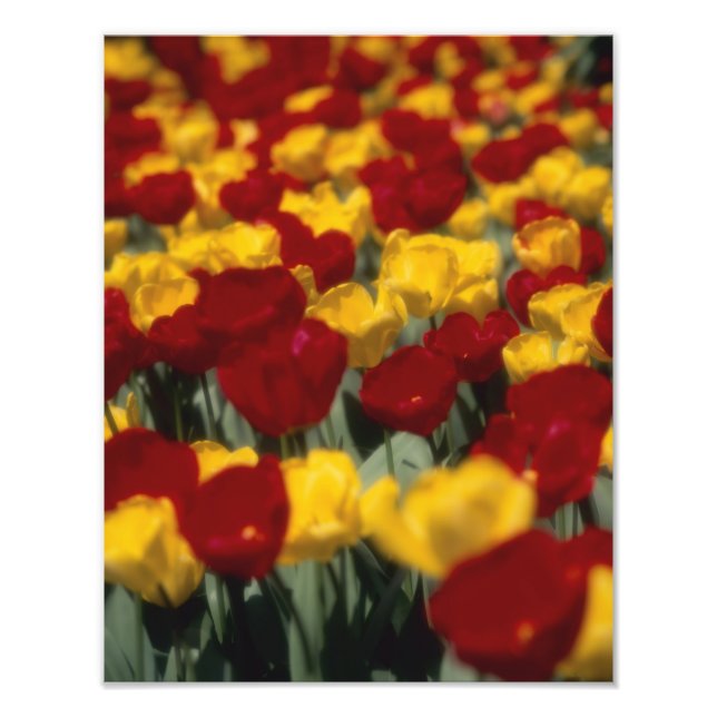 Tulpen 2 fotodruck (Vorne)