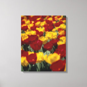 Tulpen 2 leinwanddruck