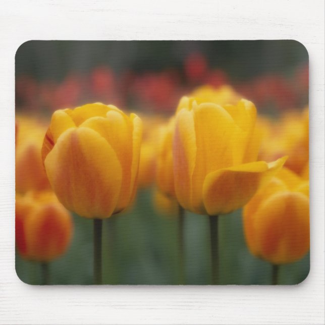 Tulpen 2 mousepad (Vorne)