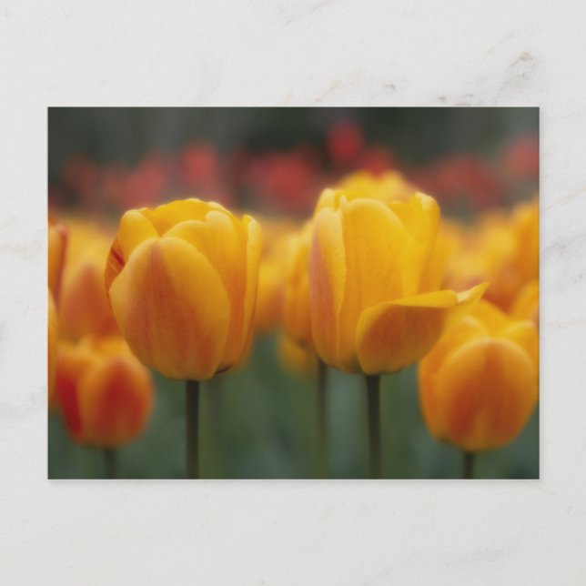 Tulpen 2 postkarte (Vorderseite)