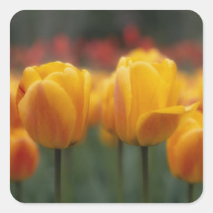 Tulpen 2 quadratischer aufkleber