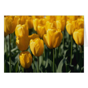 Tulpen 3
