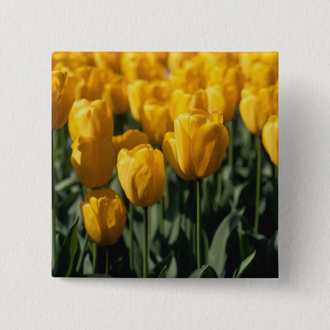 Tulpen 3 button (Vorderseite)