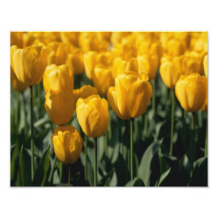 Tulpen 3 fotodruck