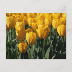 Tulpen 3 postkarte