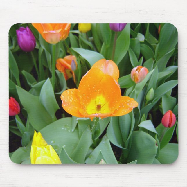 Tulpen am Eden-Projekt, Cornwall, Großbritannien Mousepad (Vorne)