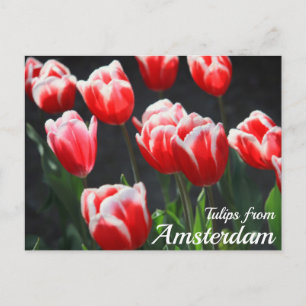 Tulpen aus Amsterdam Postkarte