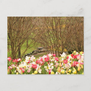 Tulpen/Bäume Postkarte