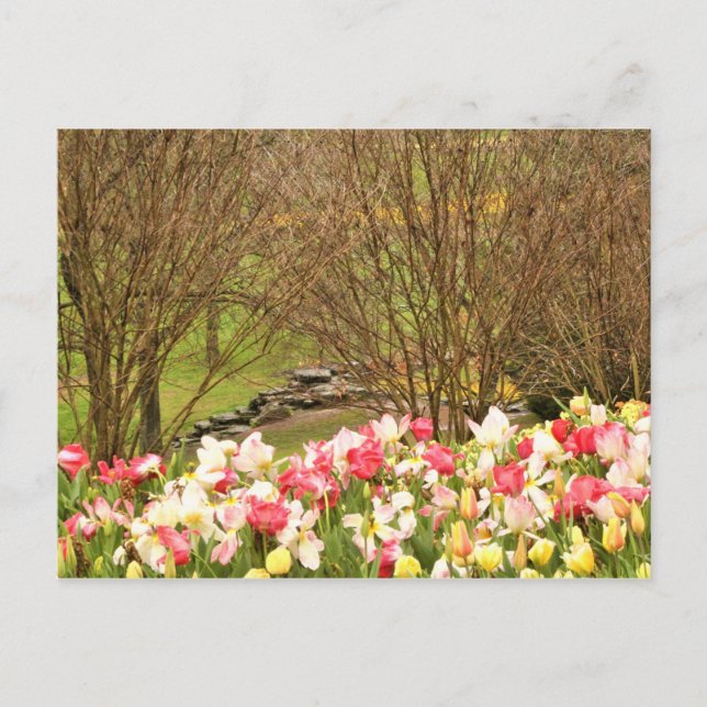 Tulpen/Bäume Postkarte (Vorderseite)