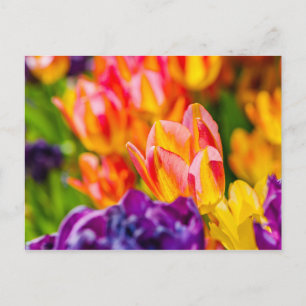 Tulpen bezaubernd postkarte
