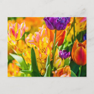 Tulpen Enchanting 01 Postkarte