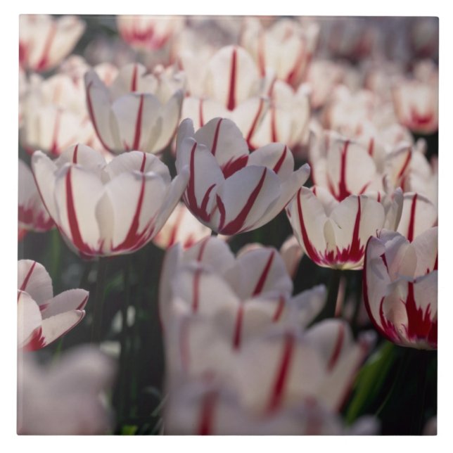 Tulpen Fliese (Vorderseite)