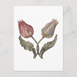Tulpen  , Frühlingsblume botanische vintage illust Postkarte