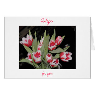 Tulpen für Sie