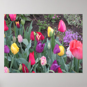 Tulpen Garten Poster