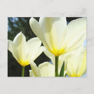 Tulpen-Garten Postkarten Benutzerdefinierte Weiße