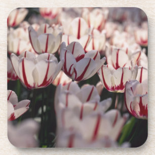 Tulpen Getränkeuntersetzer