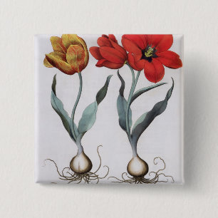 Tulpen: globosa 1.Tulipa serotina cinnabrio colore Button