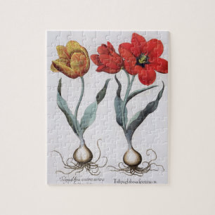 Tulpen: globosa 1.Tulipa serotina cinnabrio colore Puzzle