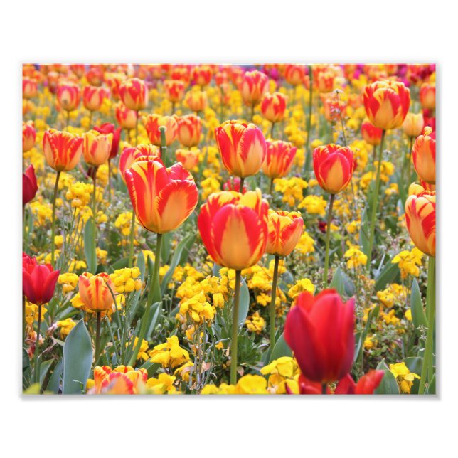 Tulpen, hell und farbig gelb und rot fotodruck (Vorne)