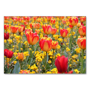 Tulpen, hell und farbig gelb und rot tischnummer