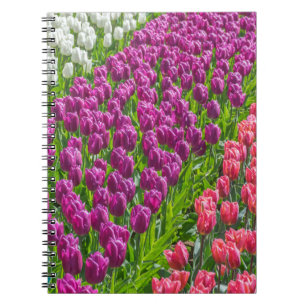Tulpen im drei Farbnotizbuch Notizblock