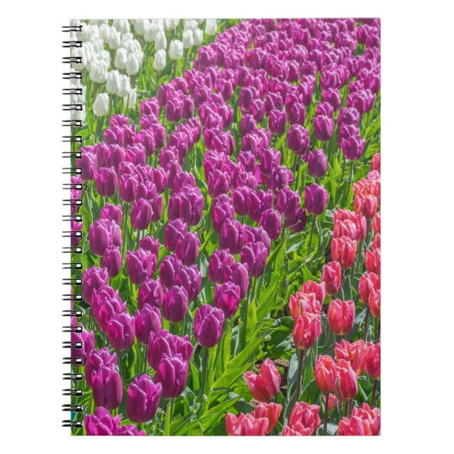 Tulpen im drei Farbnotizbuch Notizblock (Vorderseite)