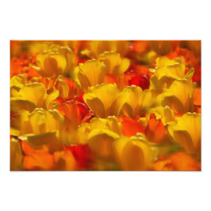 Tulpen im Keukenhof-Garten, Amsterdam, 2 Fotodruck