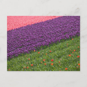 Tulpen im Keukenhof-Garten, Amsterdam, 3 Postkarte