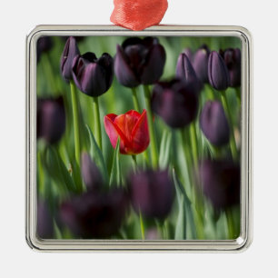 Tulpen im Keukenhof-Garten, Amsterdam, Silbernes Ornament