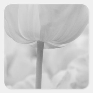 Tulpen im Keukenhof-Garten, Holland. Quadratischer Aufkleber