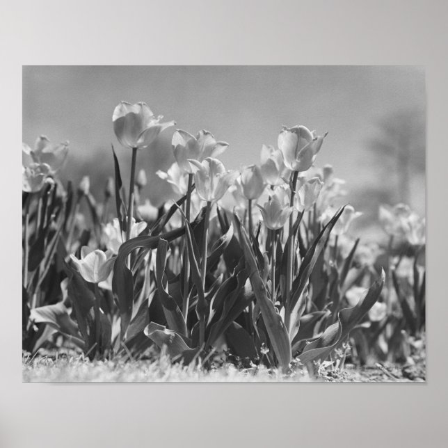 Tulpen in Blüte Poster (Vorne)