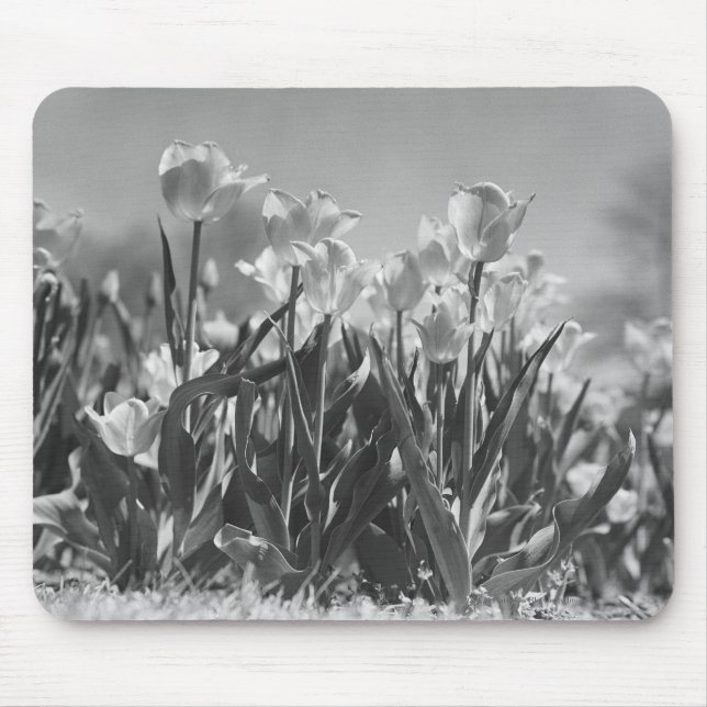 Tulpen in der Blüte Mousepad (Vorne)