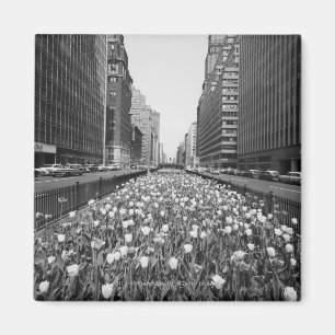 Tulpen in der Mitte der Stadtstraße Magnet
