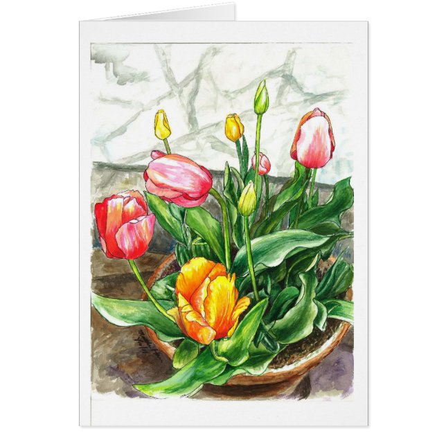 Tulpen in einem Topf (Vorne)