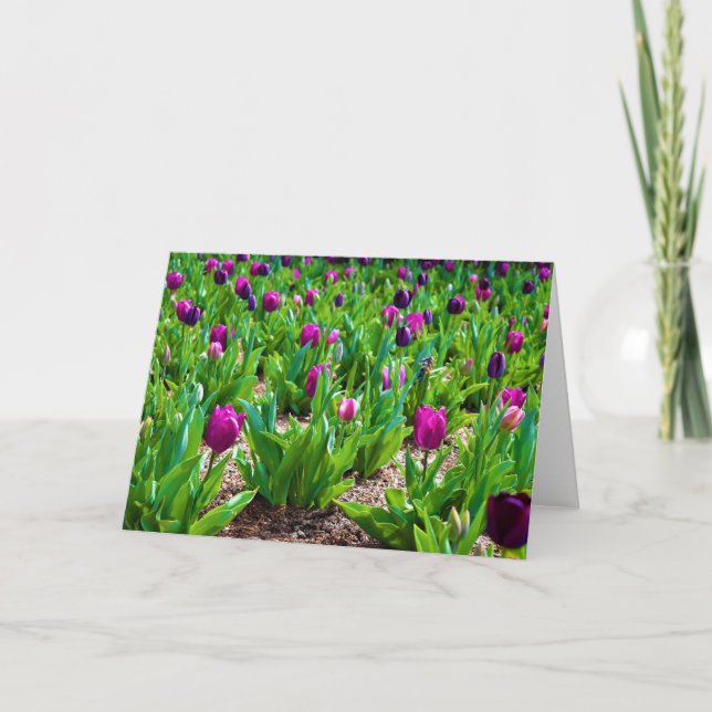 Tulpen, Karte (Vorderseite)