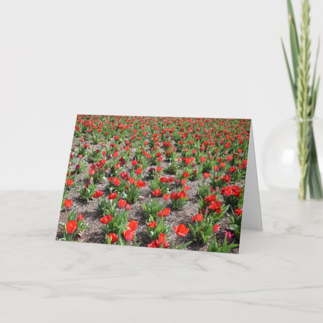 Tulpen, Karte (Vorderseite)
