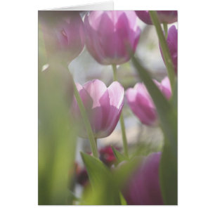 Tulpen, Keukenhoff-Gärten, Niederlande.