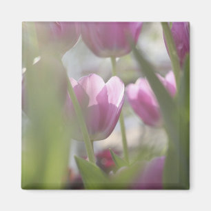 Tulpen, Keukenhoff-Gärten, Niederlande. Magnet