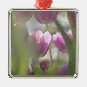 Tulpen, Keukenhoff-Gärten, Niederlande. Ornament Aus Metall