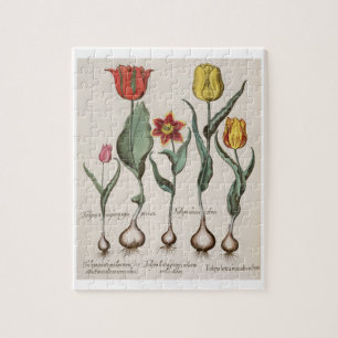 Tulpen: lutea 1.Tulipa maculis rubens; Au 2.Tulipa Puzzle