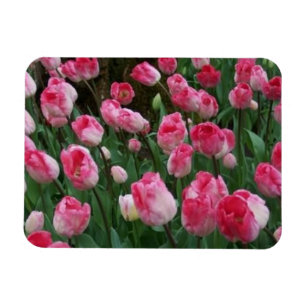 Tulpen Magnet