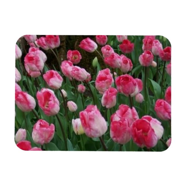 Tulpen Magnet (Horizontal)