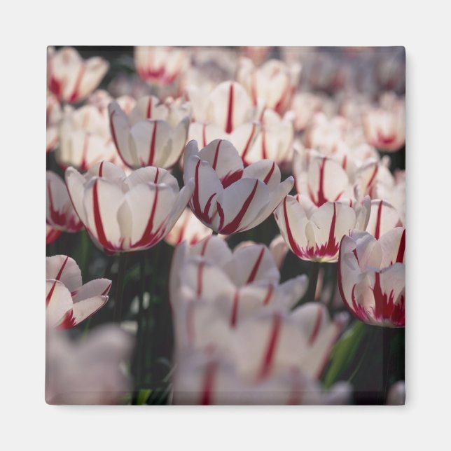 Tulpen Magnet (Vorne)