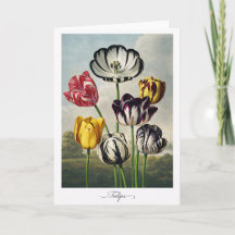 Tulpen — Moderne botanische Neuinterpretation