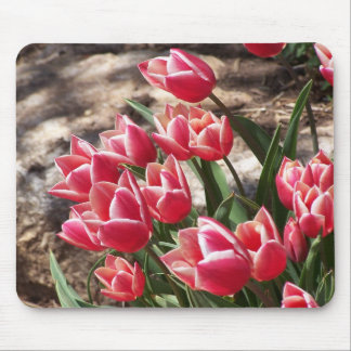 Tulpen Mousepad